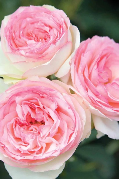 Роза плет.Еден Иден Роуз Ронсар бело-роз. | Троянда плет.Еден Іден Роуз П’єр де Ронсар біло-рож. | Climbing rose Edem Eden Rose Pierre de Ronsard white-pink